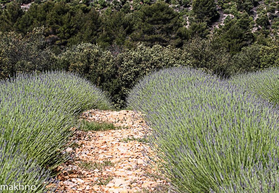 La Campagne De Petre Ξενοδοχείο Entrevennes Εξωτερικό φωτογραφία